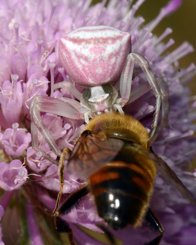 Thomisus onustus in predazione - G. Sasso (AQ)